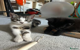 British Shorthair cats for sale: 2x 5 month old brothers  - Image 5