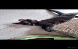British Shorthair cats for sale: x2 black kittens - Image 8