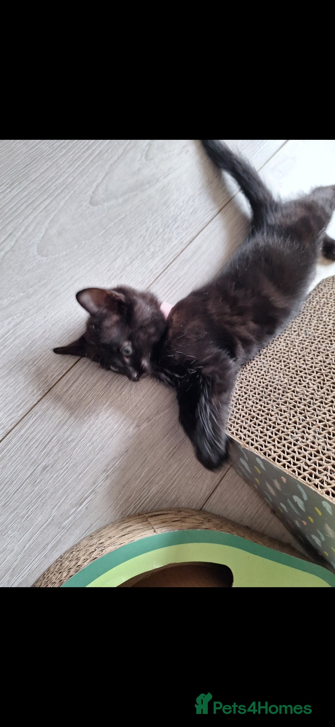 British Shorthair cats for sale: x2 black kittens - Image 8