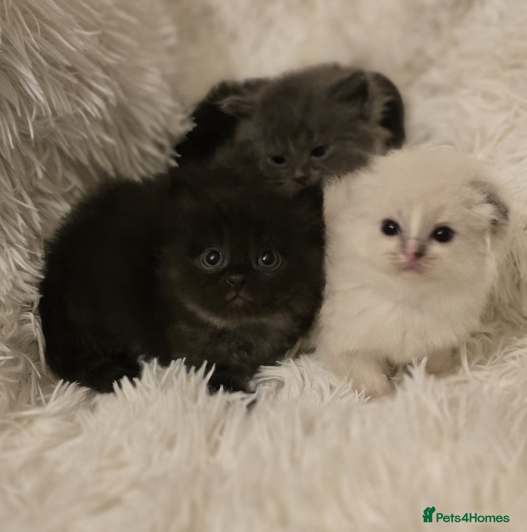 Persian cats for sale: Stunning Persians  - Image 4