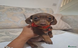 Miniature Dachshund dogs for sale: 5 miniature dachshund - Image 8