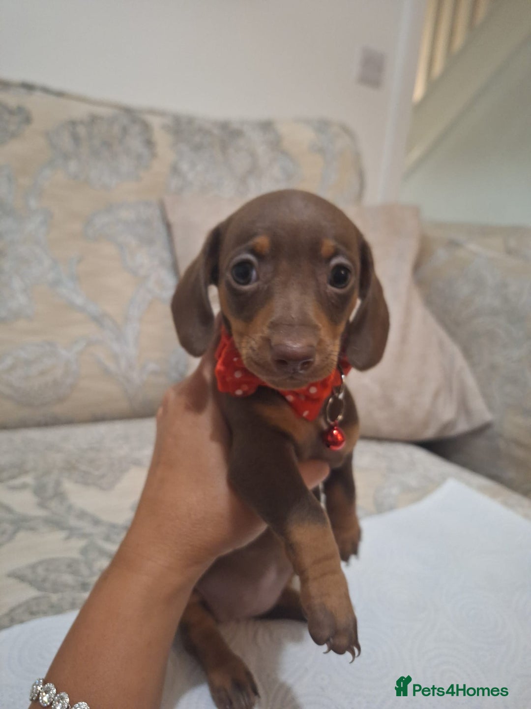 Miniature Dachshund dogs for sale: 5 miniature dachshund - Image 8