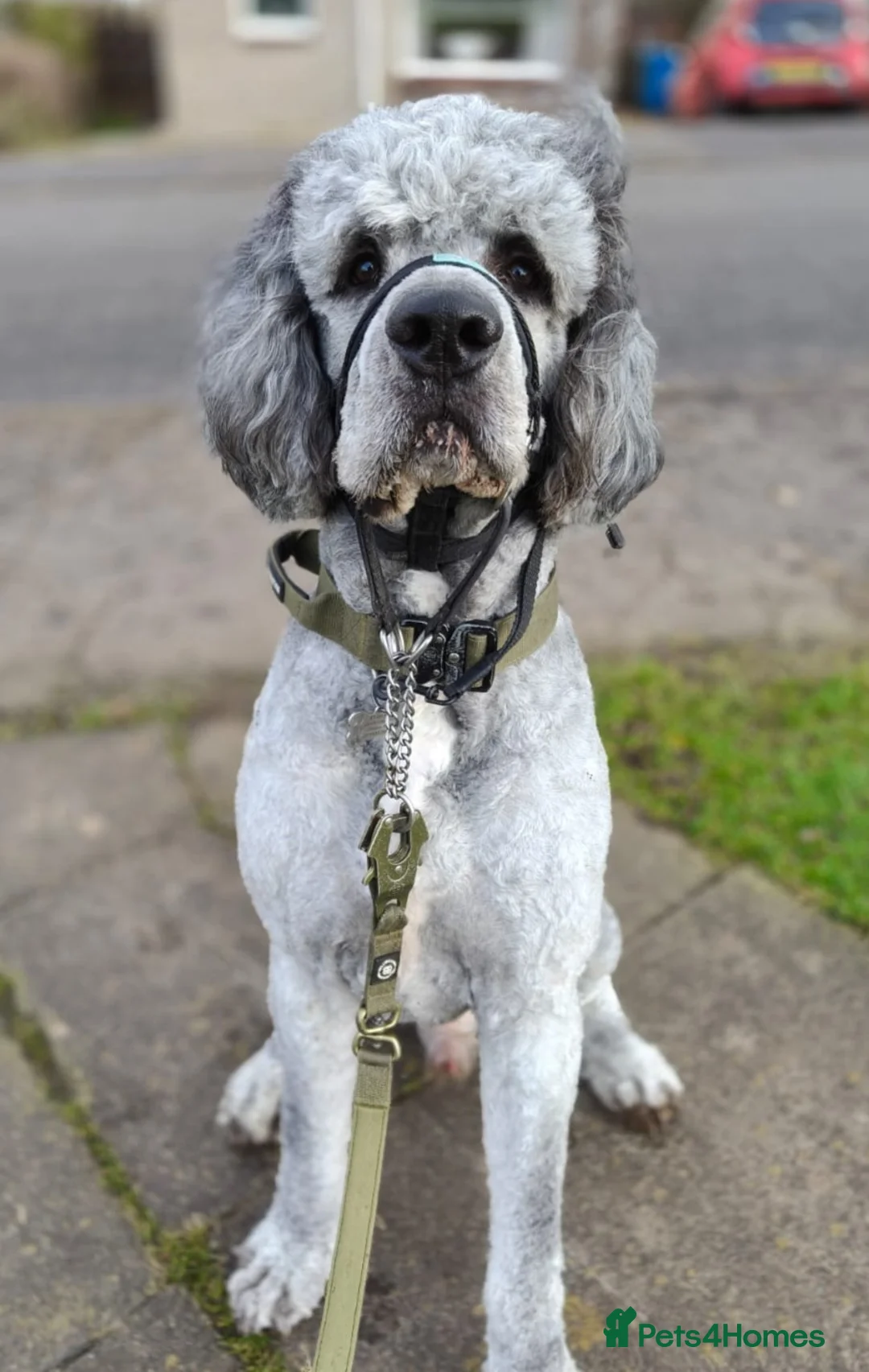 Bernedoodle dogs for stud: St Bernedoodle  in Hamilton - Advert 2