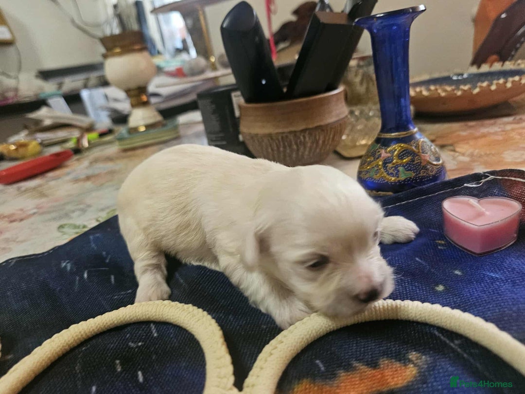 Maltese dogs for sale: 4 puppies bichons maltese - Image 10