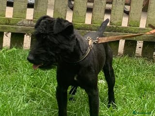Patterdale Terrier dogs Top quality patterdale fell terrier at stud in Gravesend - Advert 1