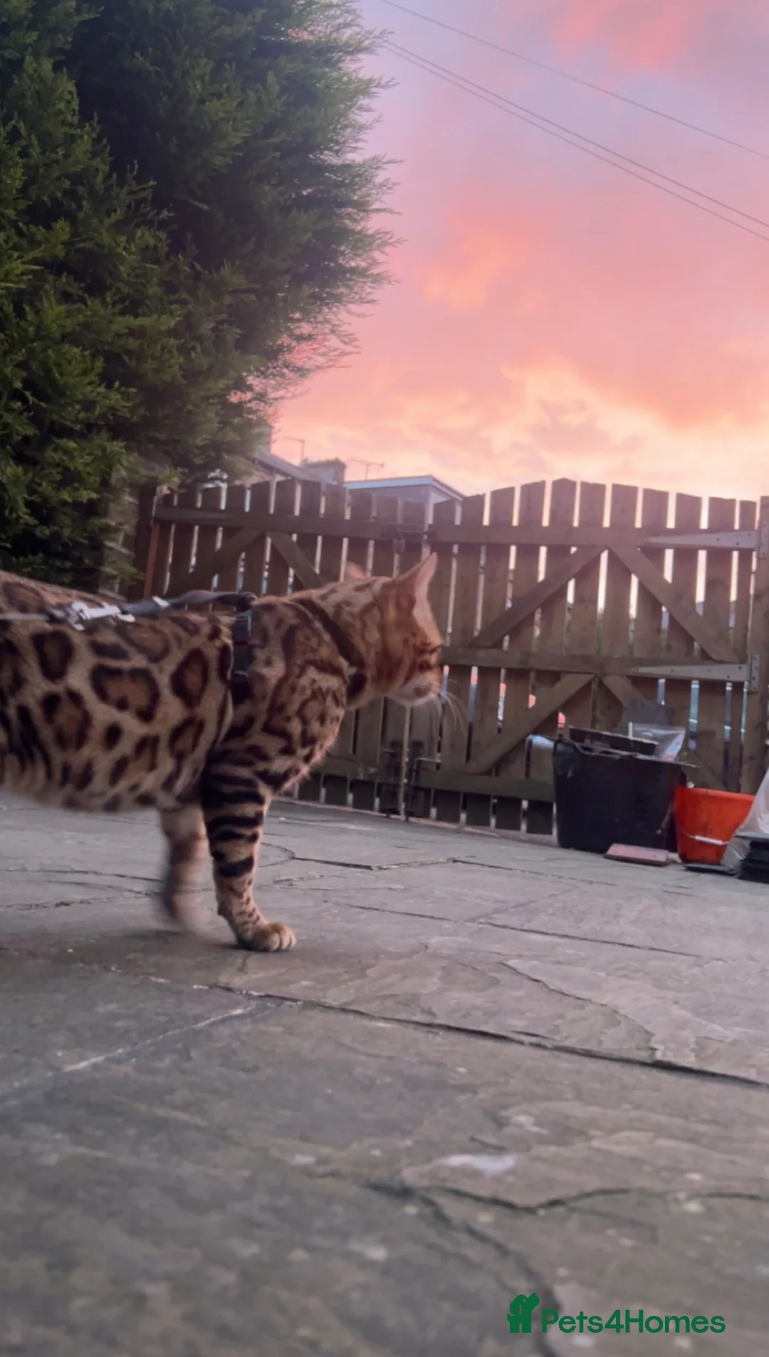 Bengal cats for stud: stunning glitter bengal stud  in Bradford - Advert 1
