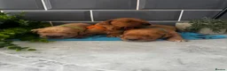 Golden Retriever dogs for sale: 5 exceptional golden retrievers  - Advert 4