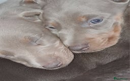 Miniature Dachshund dogs for sale: Miniature dachshund kc reg  - Image 11