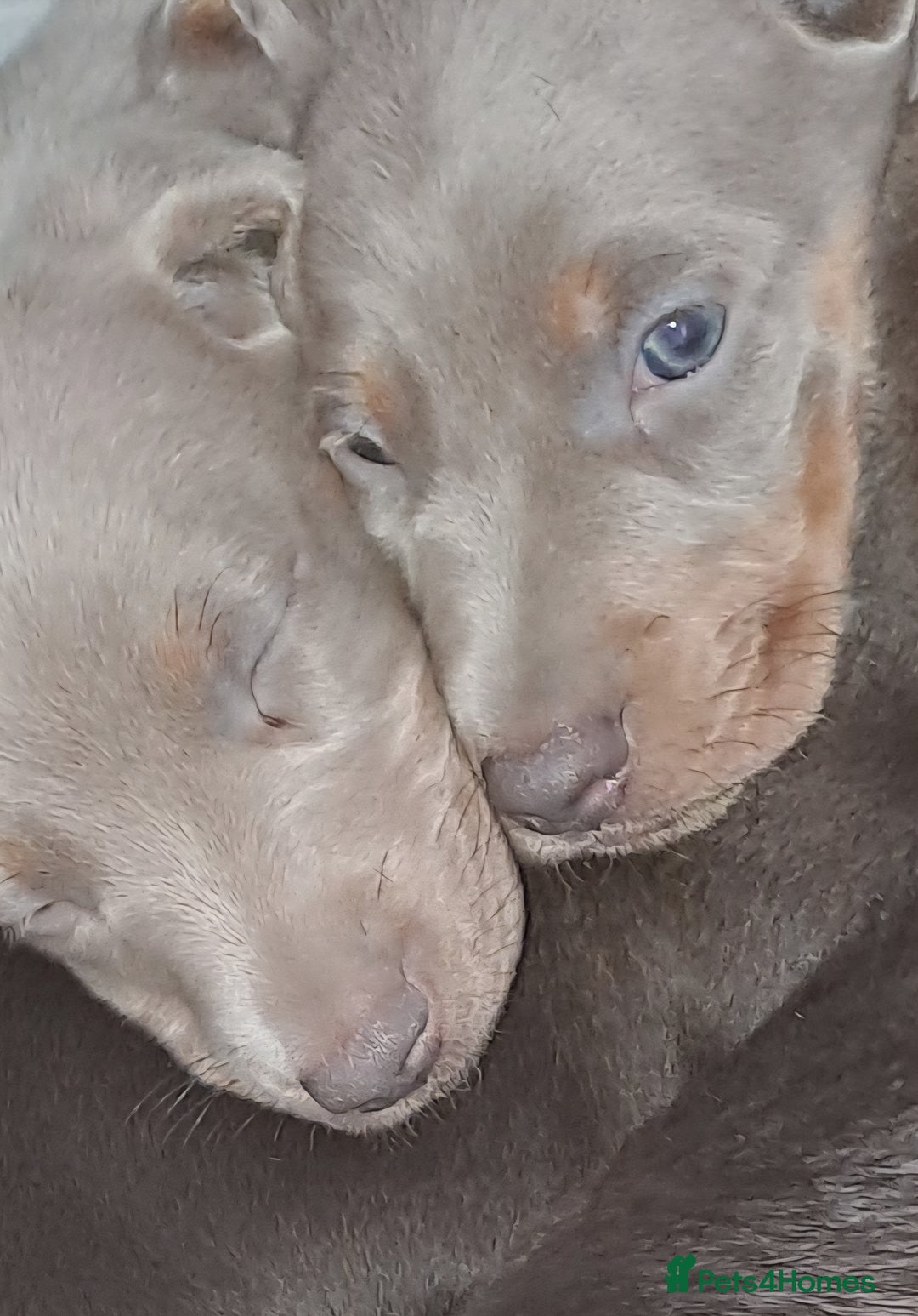 Miniature Dachshund dogs for sale: Miniature dachshund kc reg  - Image 11