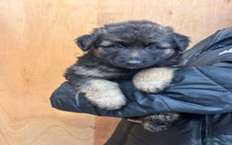 German Shepherd dogs for sale: Beautiful German Shepherd Puppies  - Image 2