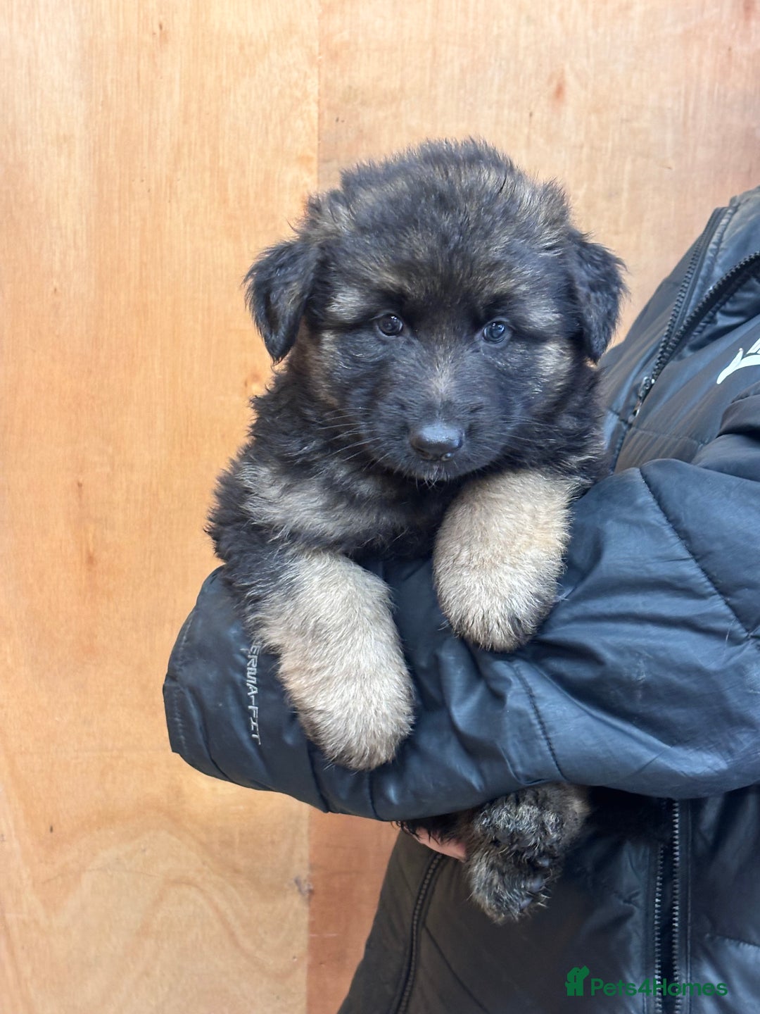 German Shepherd dogs for sale: Beautiful German Shepherd Puppies  - Image 2