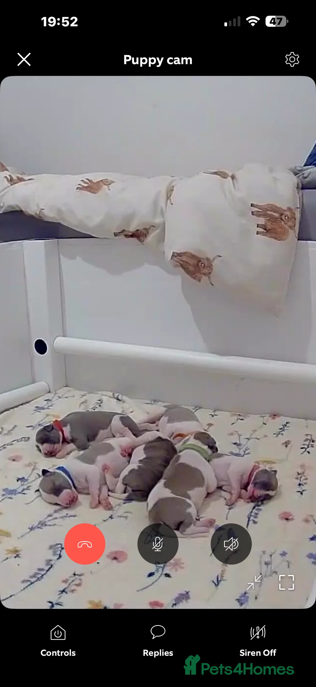 Whippet dogs for sale: 🌟 quality KC whippet pups 🌟 - Advert 23