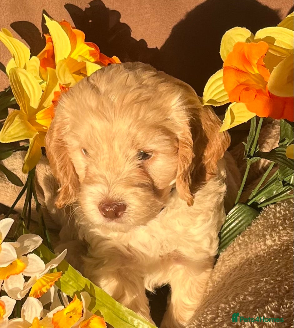 Cockapoo dogs Stunning F1 Cockapoos - Advert 1