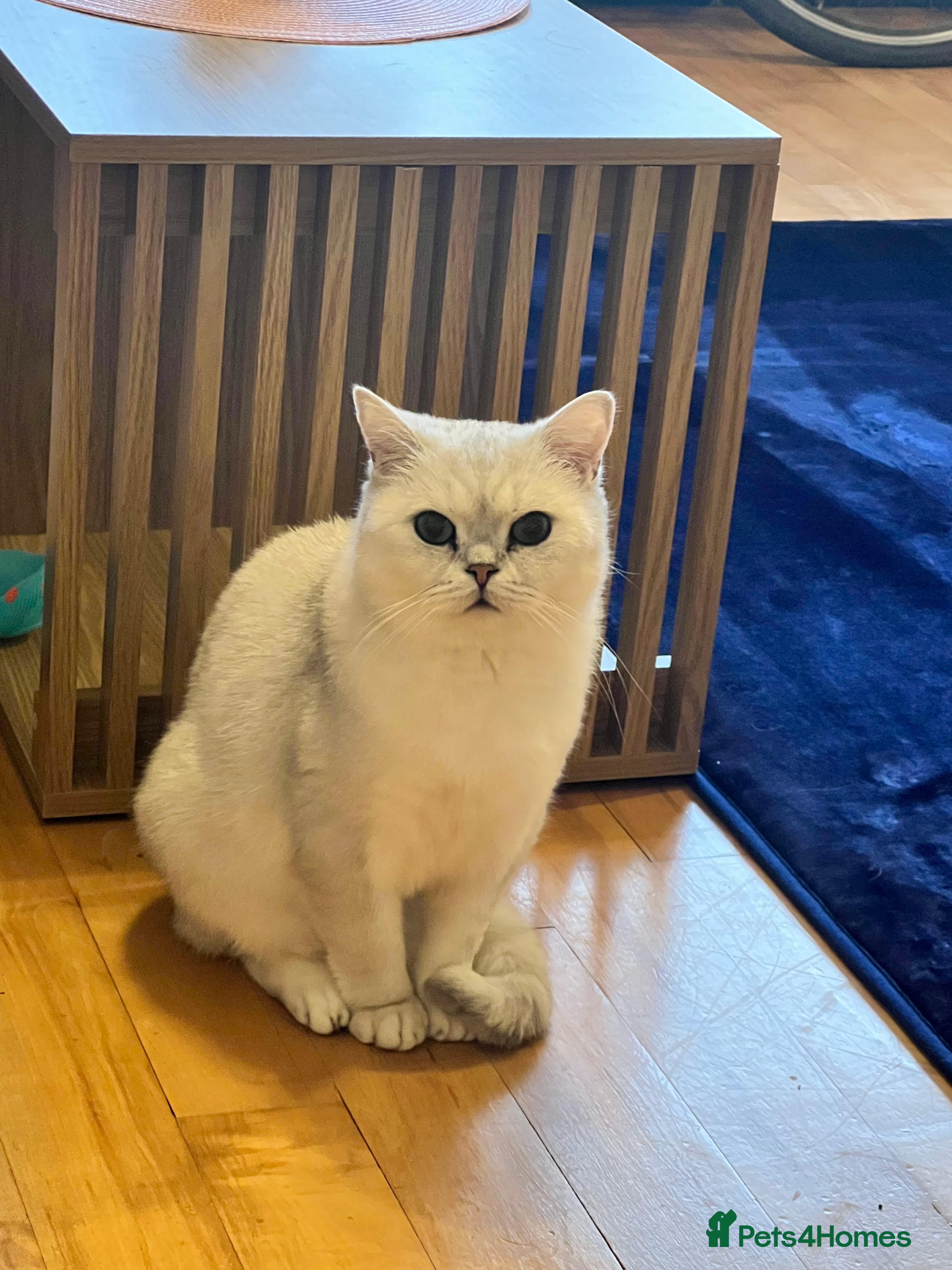 British Shorthair cats White British Shorthair Cat in Newport - Advert 6