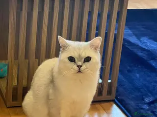 British Shorthair cats White British Shorthair Cat in Newport - Advert 6