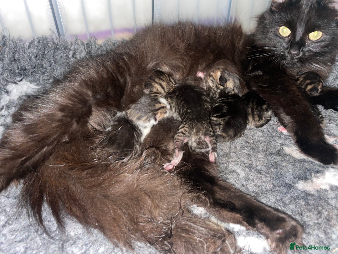 Domestic Shorthair cats for sale: Beautiful kittens for sale  - Advert 2