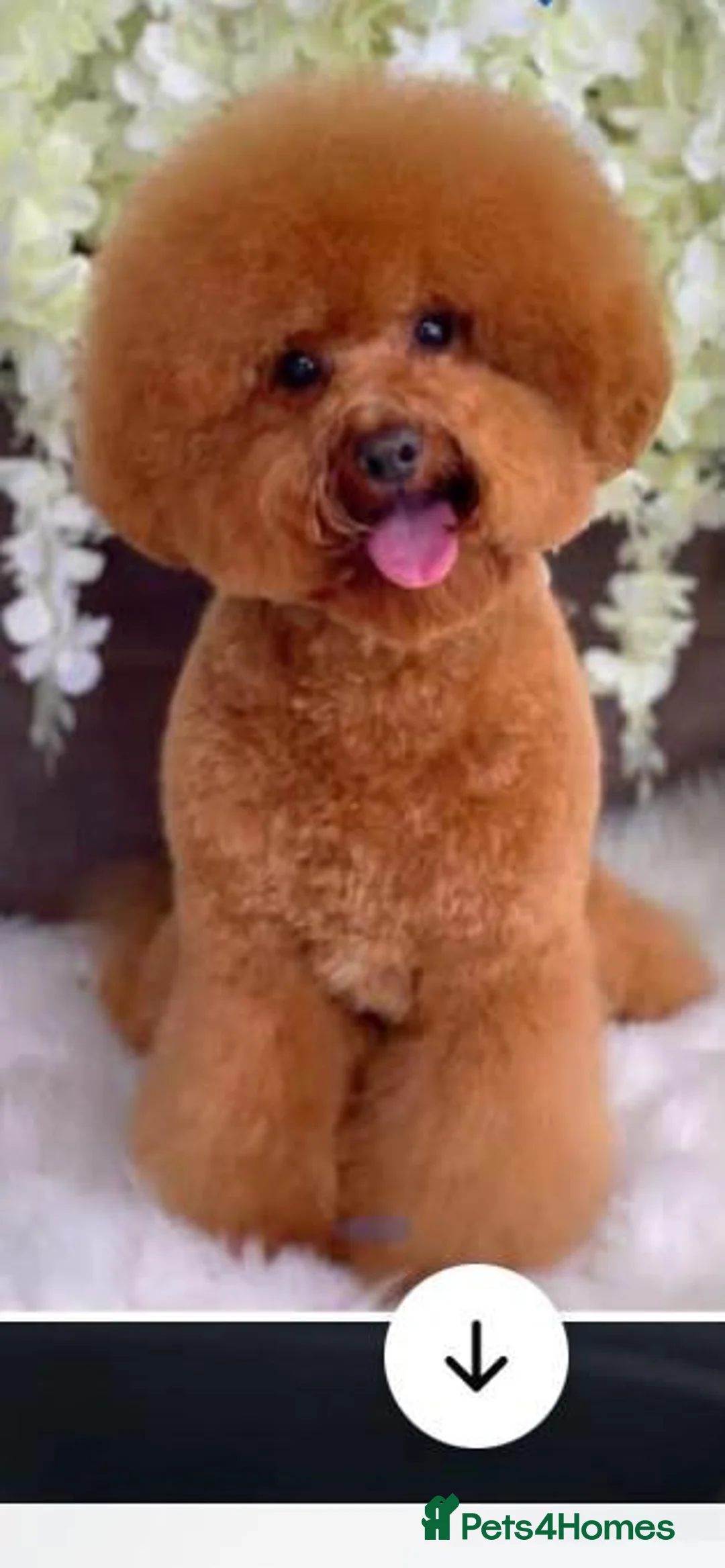 Poochon dogs for sale:  BEAUTIFUL F1 POOCHON PUPPIES  - Advert 14