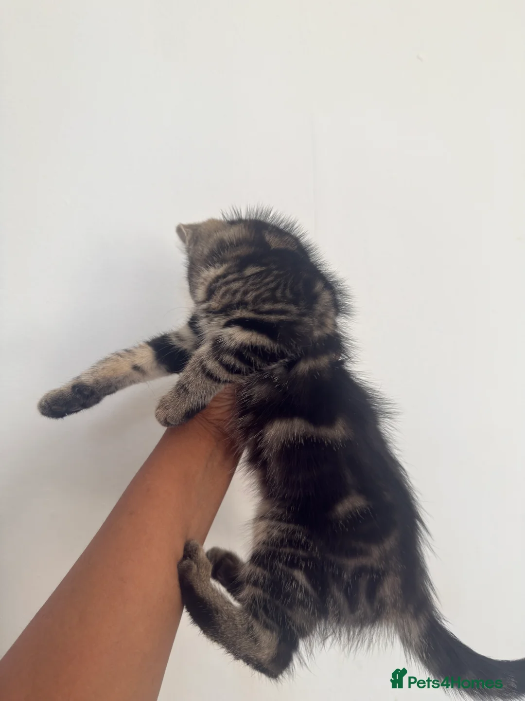 Mixed Breed cats for sale: 3 gorgeous kittens for loving forever homes   - Advert 10