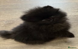 Pomeranian dogs for sale: Micro Pomeranian Puppies For Sale  - Image 4