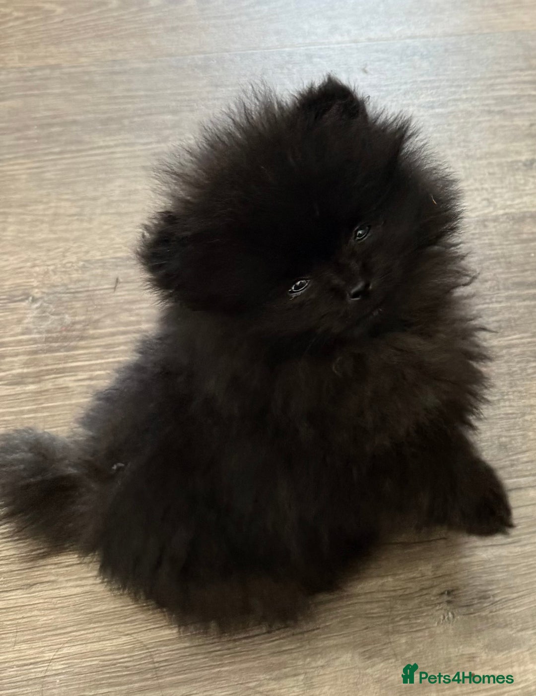 Pomeranian dogs for sale: Micro Pomeranian Puppies For Sale  - Image 4