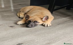 German Shepherd dogs for sale: 1 female German Shepherd  - Image 3