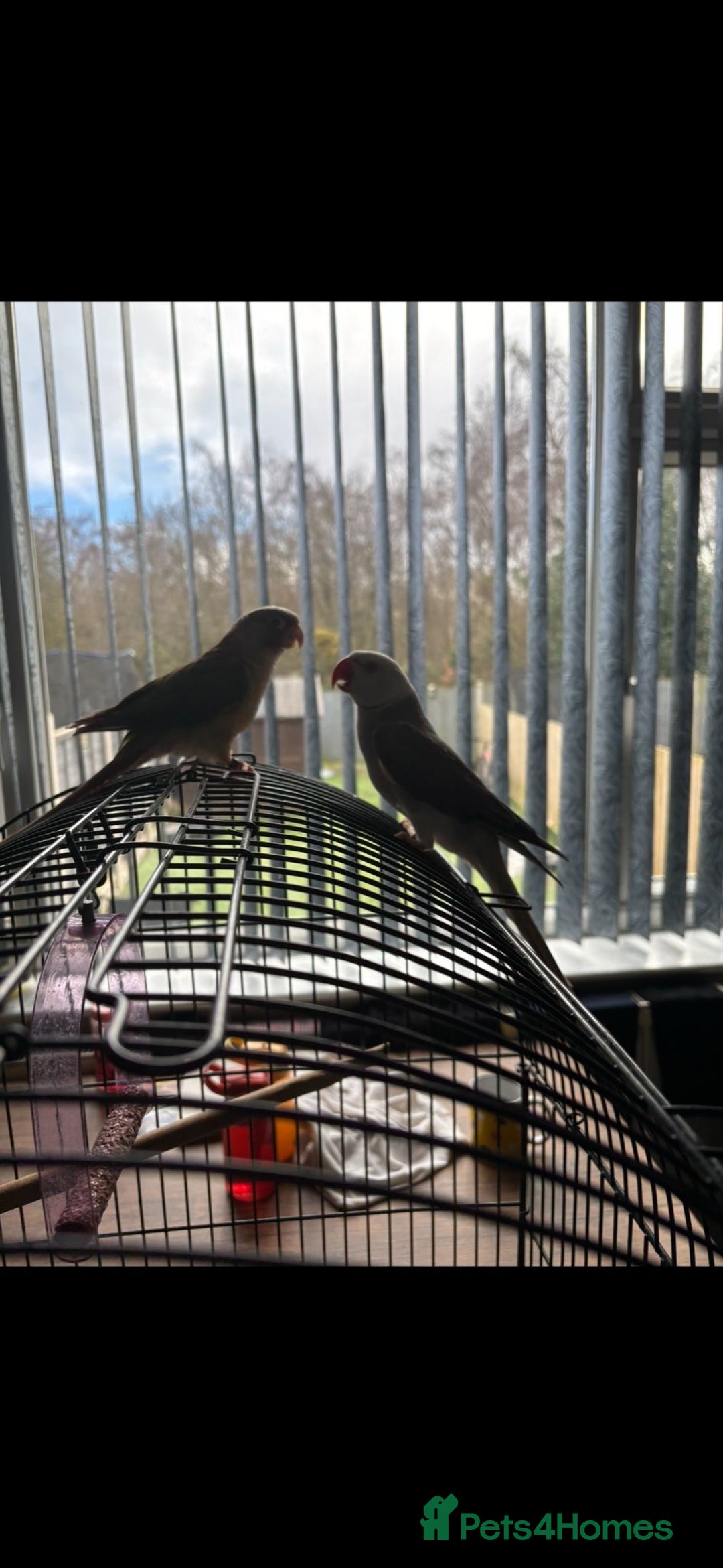 Ringnecks birds for sale: Clear tail  - Advert 5