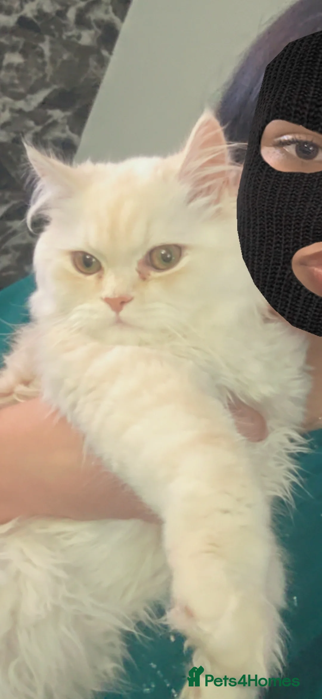 Persian cats for sale: Persion Male kitten in Manchester - Advert 10