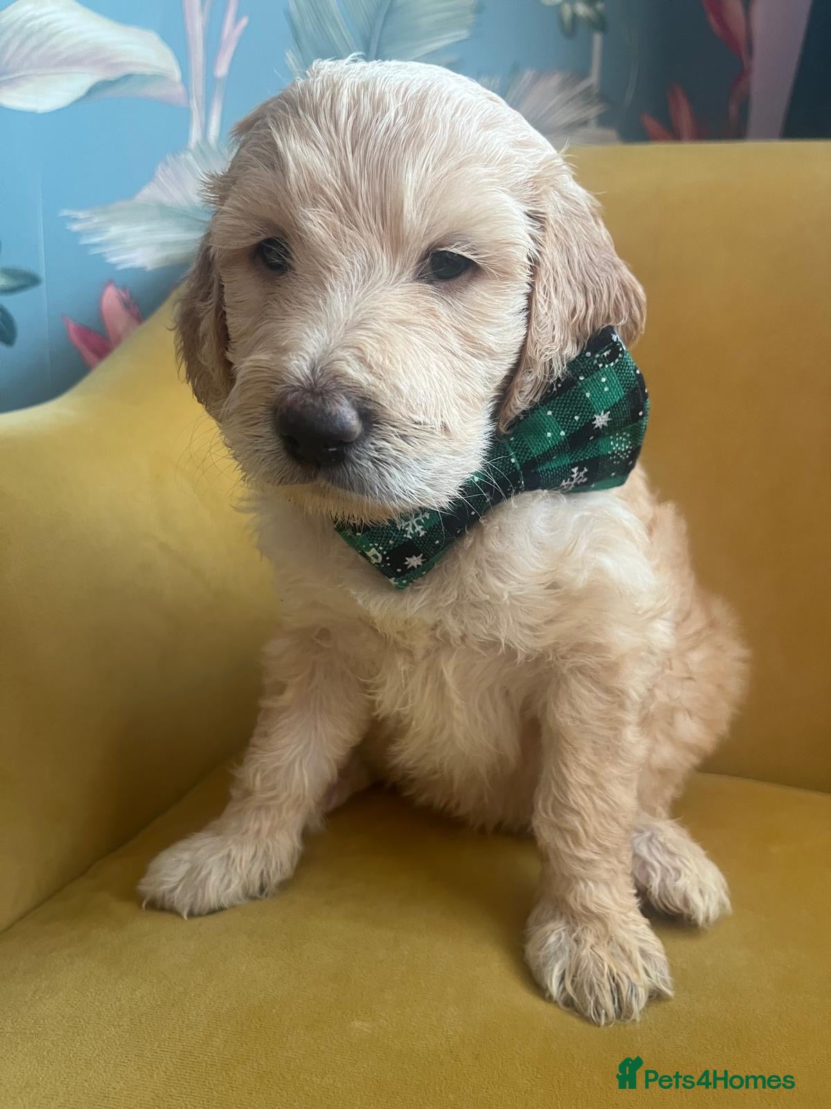 Goldendoodle dogs **1 girl left** F2 Goldendoodle Puppies  - Advert 4
