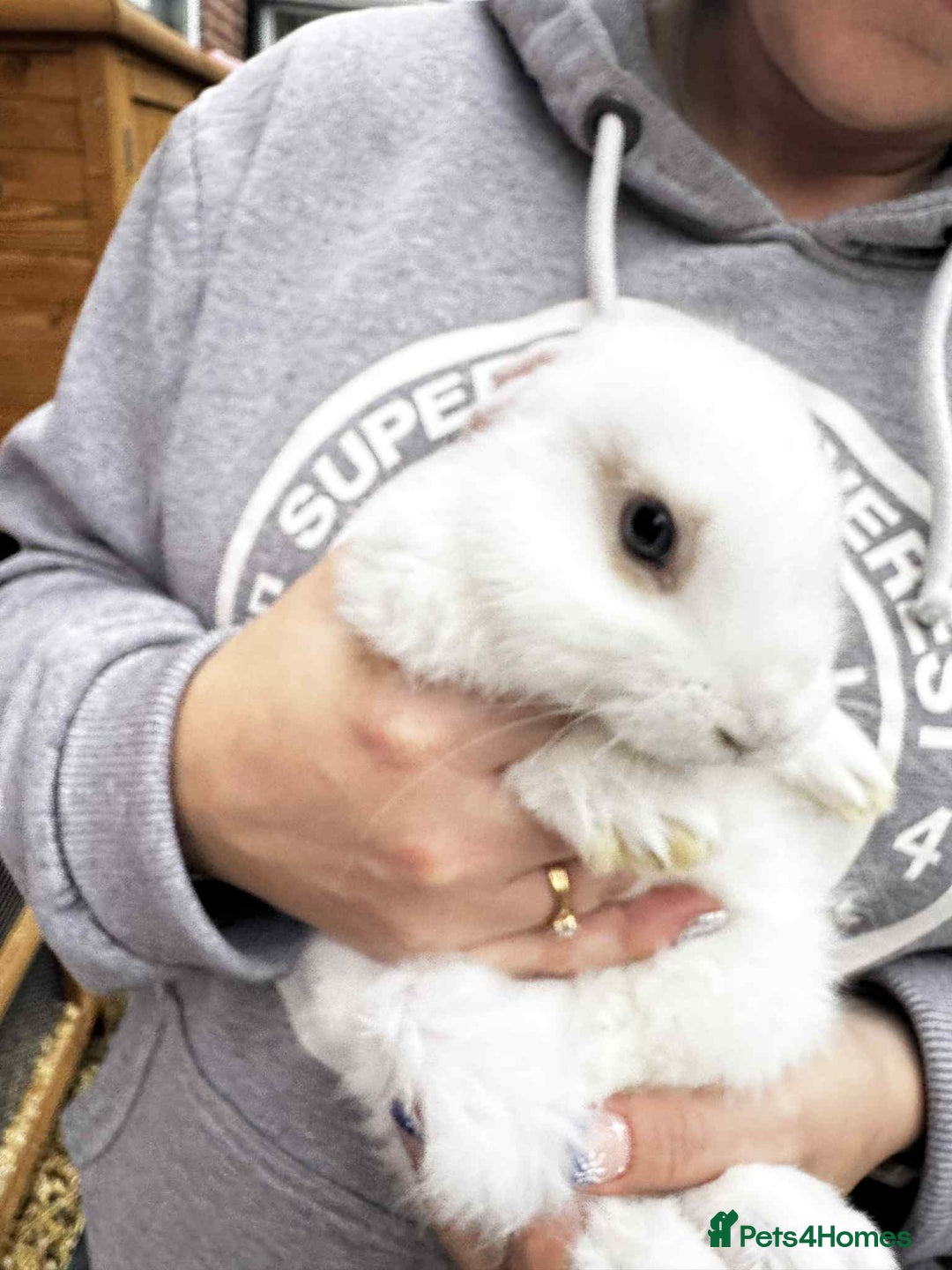 Mini Lop rabbits for sale: Mini pop baby rabbits - Advert 14