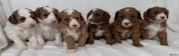 Australian Labradoodle dogs for sale: Fabulous Australian Labradoodle Puppiex - Advert 13