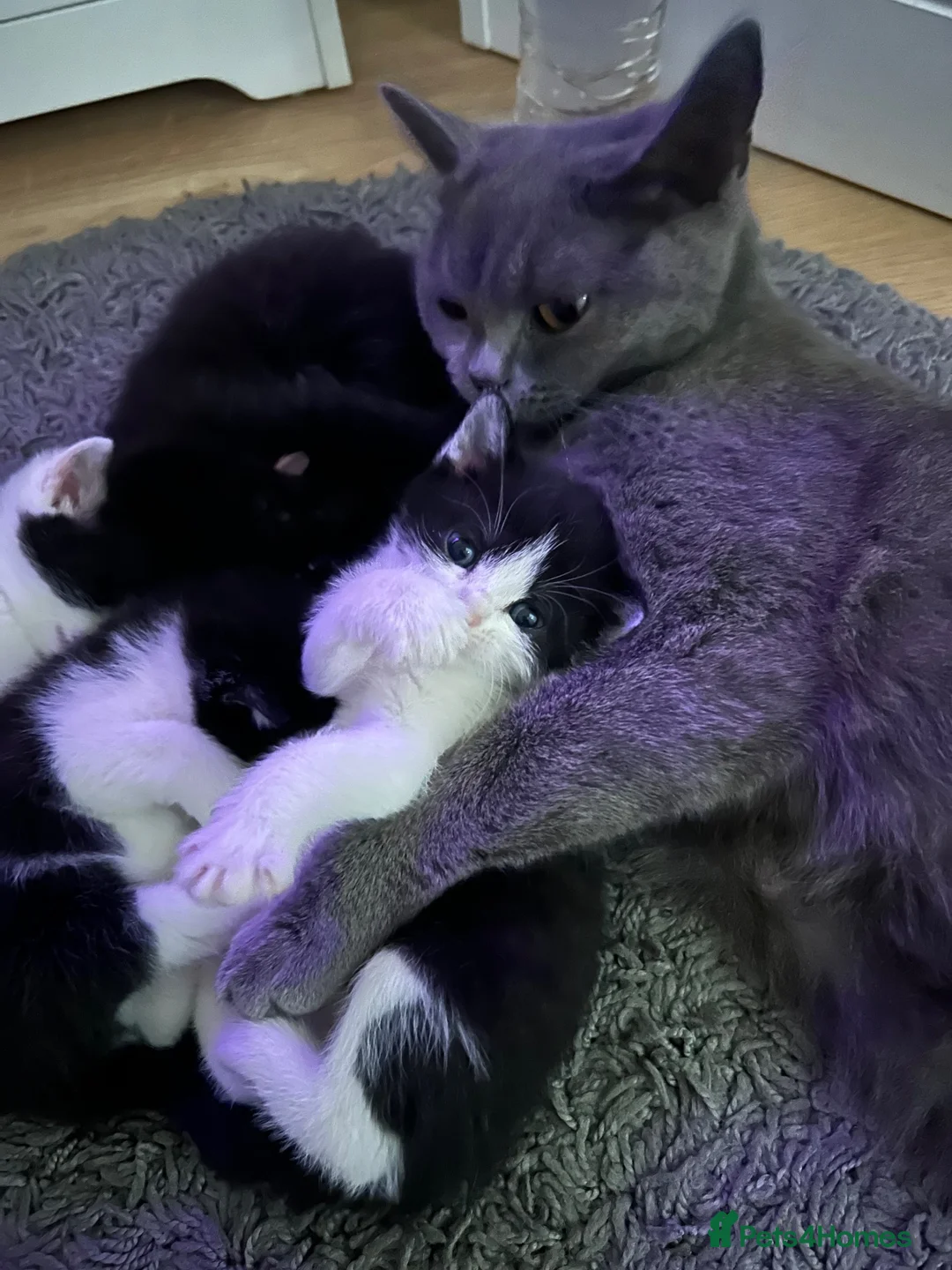 British Shorthair cats for sale:     4 Beautiful British Shorthair Cross Kittens - Advert 2