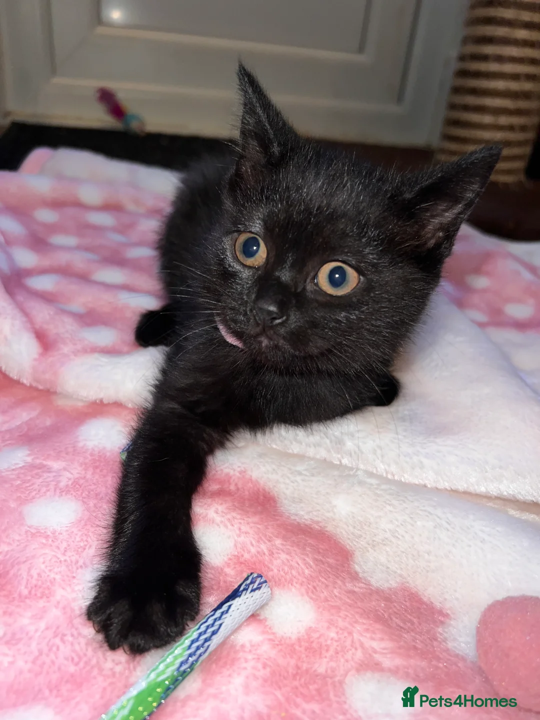 British Shorthair cats for sale: British Shorthair Kittens - Advert 10