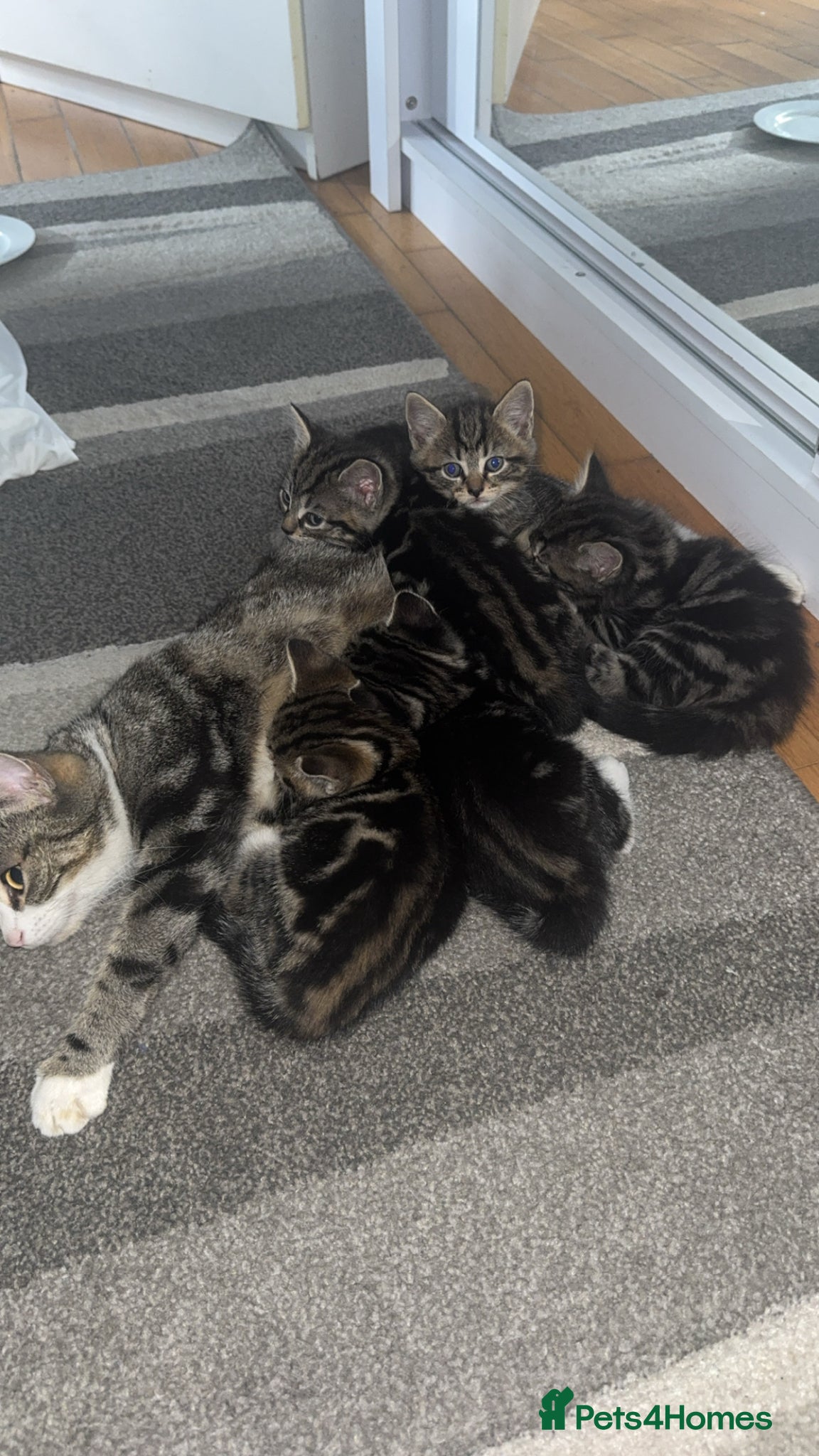 Mixed Breed cats 🐱5 beautiful kittens🐱 - Advert 6