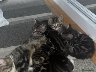 Mixed Breed cats 🐱5 beautiful kittens🐱 - Advert 16