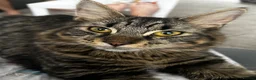 Mixed Breed cats for sale: Two brother cats  in Tredegar - Advert 16