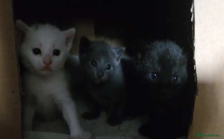 Turkish Angora cats - Advert 1