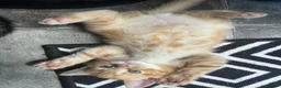 Exotic cats for sale: Exotic Persian shorthair - Advert 2