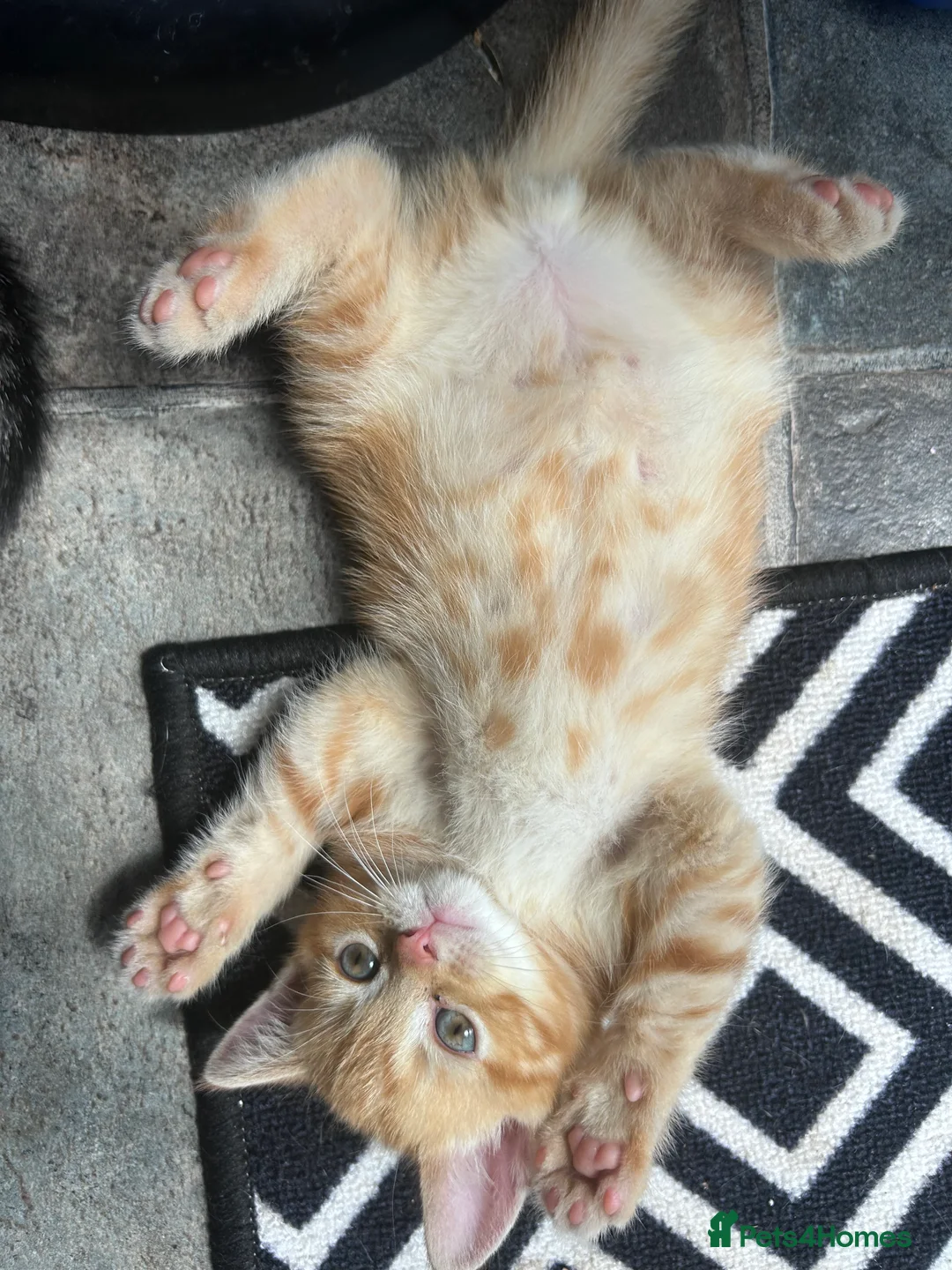 Exotic cats for sale: Exotic Persian shorthair - Advert 2