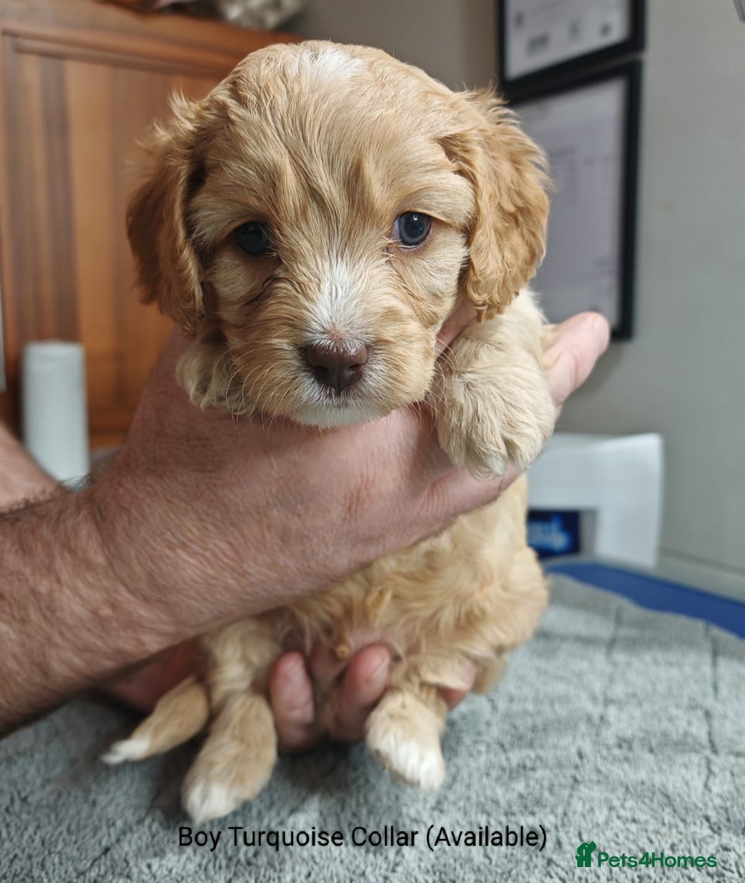 Cavapoo dogs for sale: Cute bundles of sweetness  - Image 15