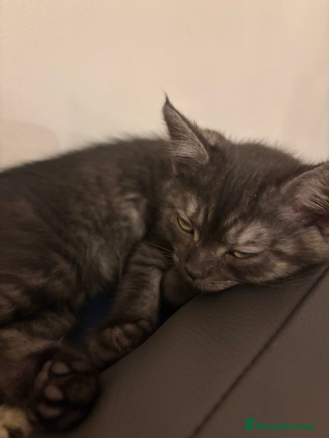 British Shorthair cats for sale: British short hair/persian mother - Advert 36