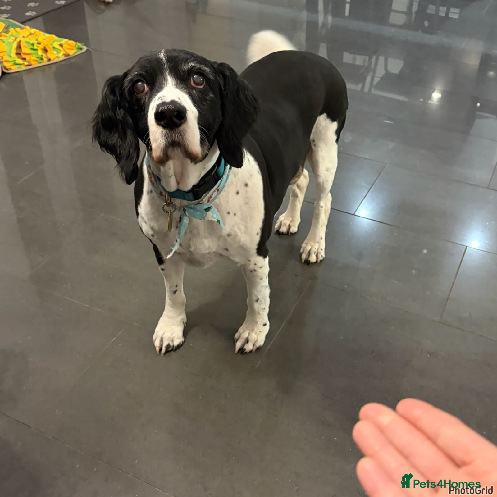 Mixed Breed dogs 💙JAKE💙-A GOLDEN BOY WHO DESERVES PEACE, NOT LOSS - Advert 1