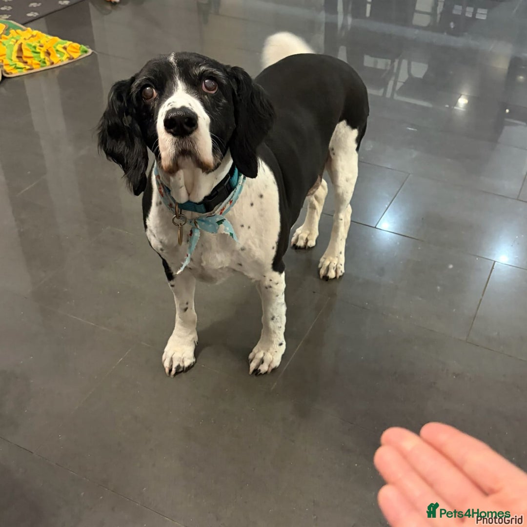 Mixed Breed dogs for adoption: 💙JAKE💙-A GOLDEN BOY WHO DESERVES PEACE, NOT LOSS - Advert 1