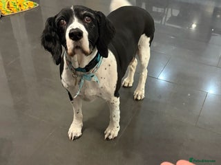 Mixed Breed dogs 💙JAKE💙-A GOLDEN BOY WHO DESERVES PEACE, NOT LOSS - Advert 1