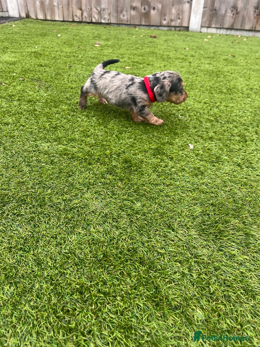 Mixed Breed dogs for sale: 5 beautiful jackshund puppies for sale - Advert 31