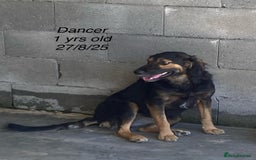 Mixed Breed dogs for adoption: Dancer, Approx 13 months, Available for adoption. - Image 2