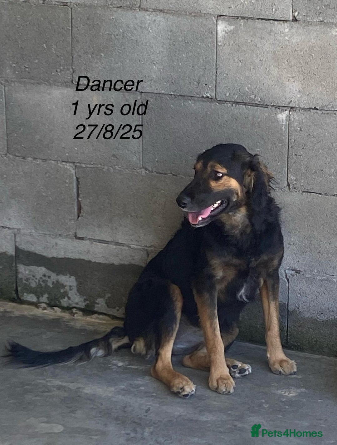 Mixed Breed dogs for adoption: Dancer, Approx 13 months, Available for adoption. - Image 2