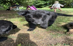German Shepherd dogs for sale: German shepherd puppies ready to leave now - Image 5