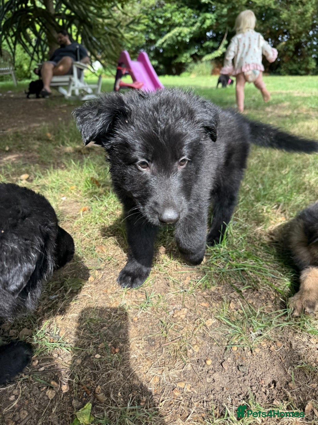 German Shepherd dogs for sale: German shepherd puppies ready to leave now - Image 5