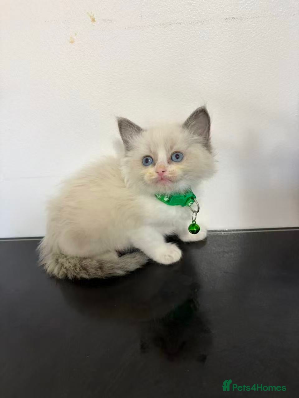 Ragdoll cats 8 Ragdoll cats - Advert 6