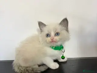 Ragdoll cats 8 Ragdoll cats - Advert 6